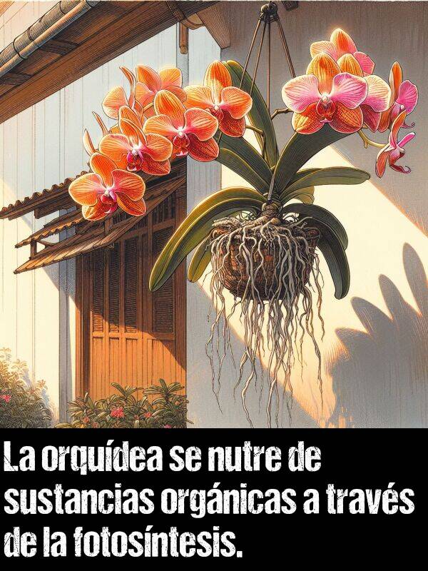 travs: La orqudea se nutre de sustancias orgnicas a travs de la fotosntesis.