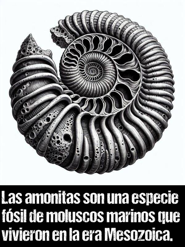 amonitas: Las amonitas son una especie fsil de moluscos marinos que vivieron en la era Mesozoica.