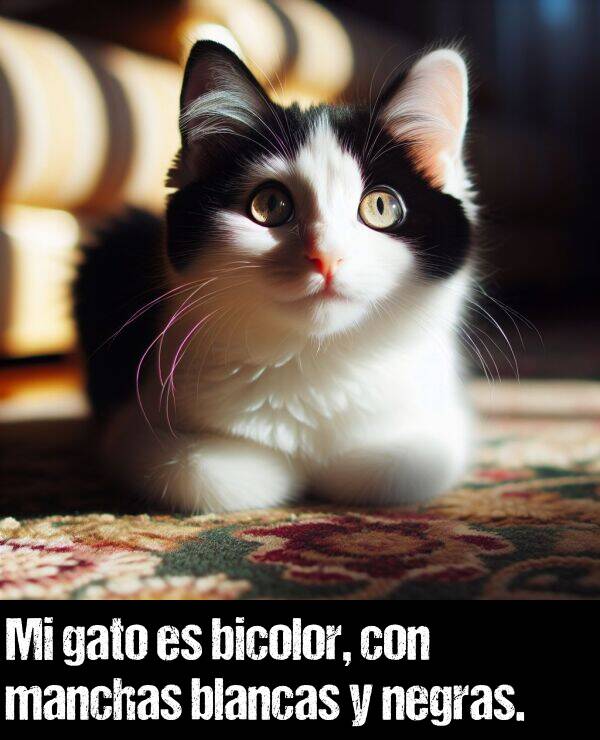manchas: Mi gato es bicolor, con manchas blancas y negras.