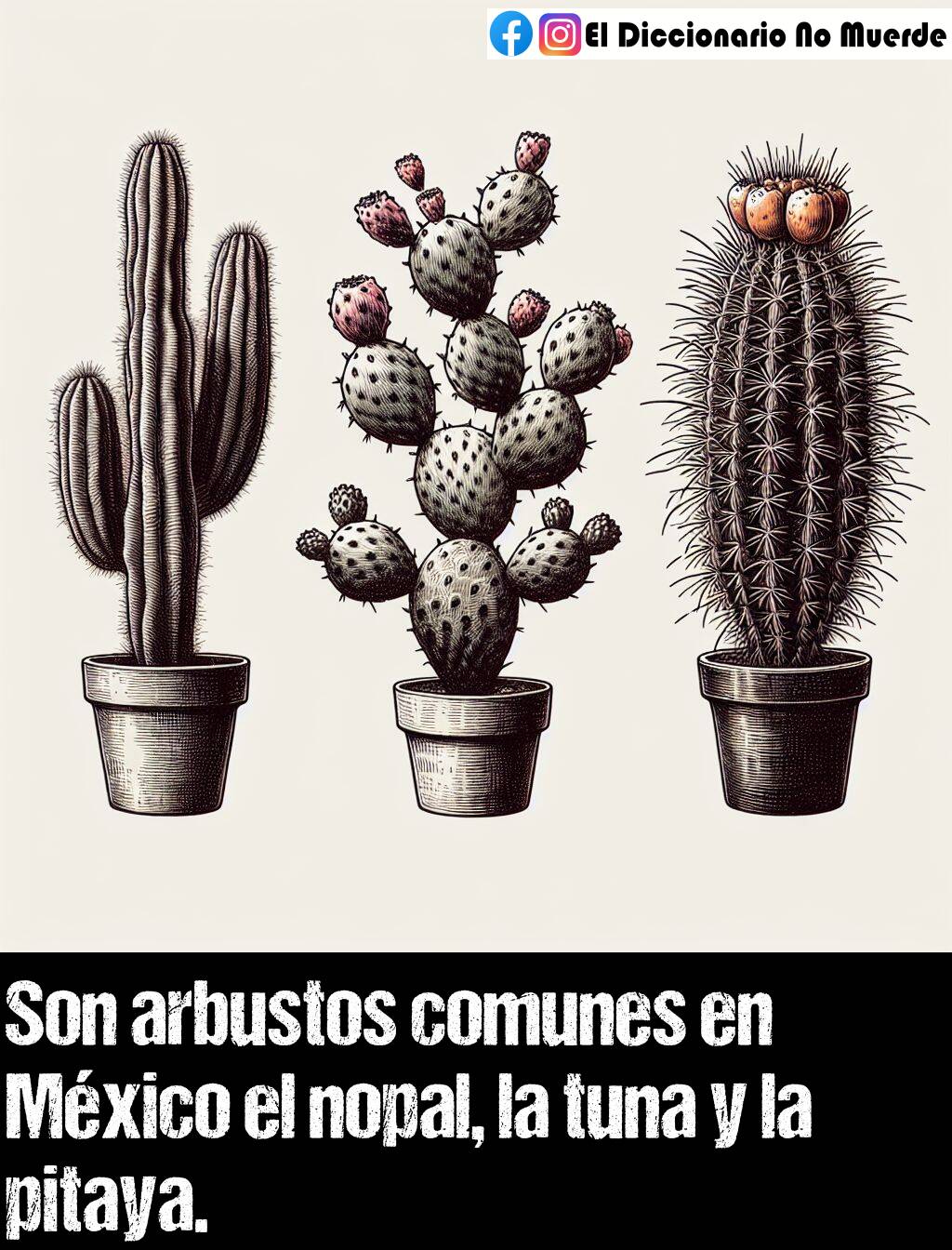 Significado de «tuna»